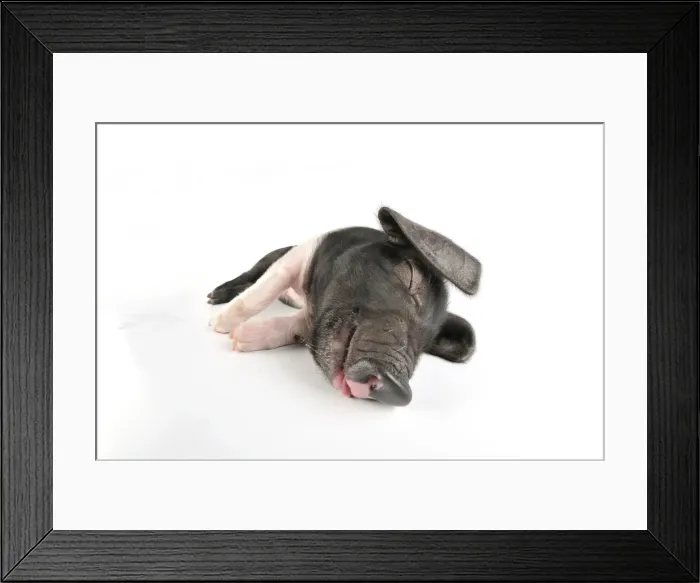 Framed Print : Pig. Saddleback piglet on white background Framed Print : Pig. Saddleback piglet on white background