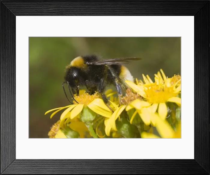 Framed Print : Bumble Bee - collecting nectar - UK Framed Print : Bumble Bee - collecting nectar - UK