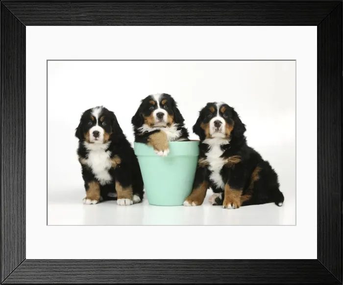 Framed Print : DOG. Bernese mountain puppies sitting on either side of bernese mountain puppy in flower pot Framed Print : DOG. Bernese mountain puppies sitting on either side of bernese mountain puppy in flower pot