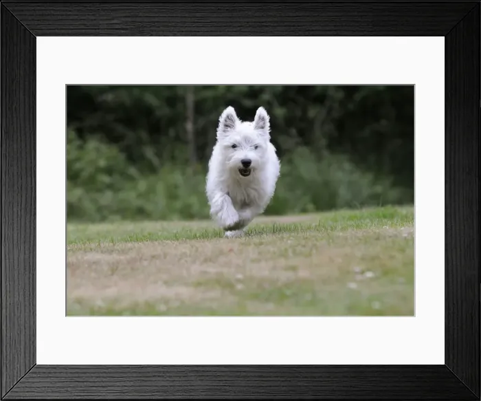 Framed Print : DOG. West highland white terrier puppy running through garden Framed Print : DOG. West highland white terrier puppy running through garden
