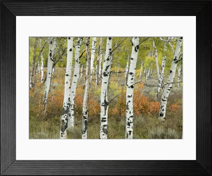 Framed Print : Aspen Tree Trunks - Grand Teton NP, USA Framed Print : Aspen Tree Trunks - Grand Teton NP, USA