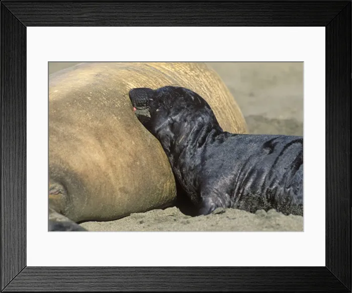 Framed Print : Northern Elephant Seal - pup nursing - Piedras Blancas colony - California coast - North America - Pacific Ocean Framed Print : Northern Elephant Seal - pup nursing - Piedras Blancas colony - California coast - North America - Pacific Ocean