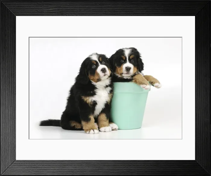 Framed Print : DOG. Bernese mountain puppy sitting next to bernese mountain puppy in flower pot Framed Print : DOG. Bernese mountain puppy sitting next to bernese mountain puppy in flower pot