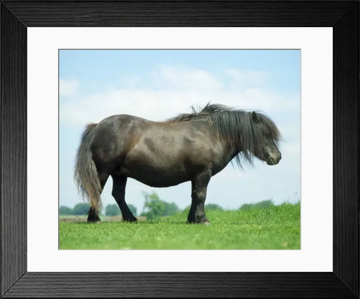 Framed Print : Horse - Shetland Stallion - In field Framed Print : Horse - Shetland Stallion - In field
