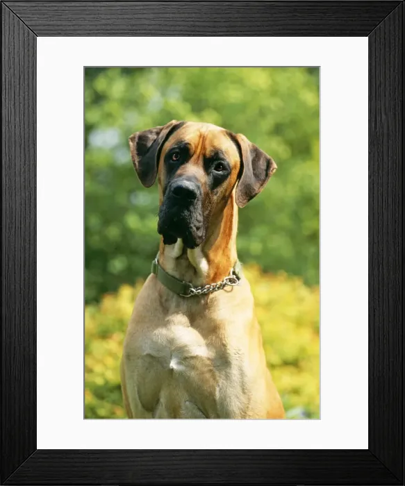 Framed Print : Great Dane Dog JD 13351 © John Daniels / ARDEA LONDON Framed Print : Great Dane Dog JD 13351 © John Daniels / ARDEA LONDON