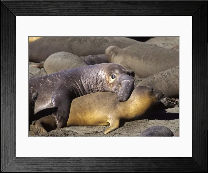 Framed Print : Northern Elephant Seal - trying to mate whilst watching for the beachmaster - Piedras Blancas colony - California coast - North America - Pacific Ocean Framed Print : Northern Elephant Seal - trying to mate whilst watching for the beachmaster - Piedras Blancas colony - California coast - North America - Pacific Ocean