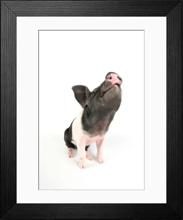 Framed Print : Pig. Saddleback piglet on white background Framed Print : Pig. Saddleback piglet on white background