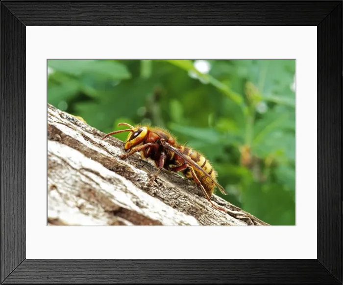 Framed Print : Hornet - Queen