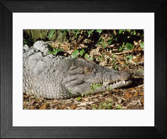 Framed Print : Philippine Crocodile - endangered - Philippine Island Framed Print : Philippine Crocodile - endangered - Philippine Island