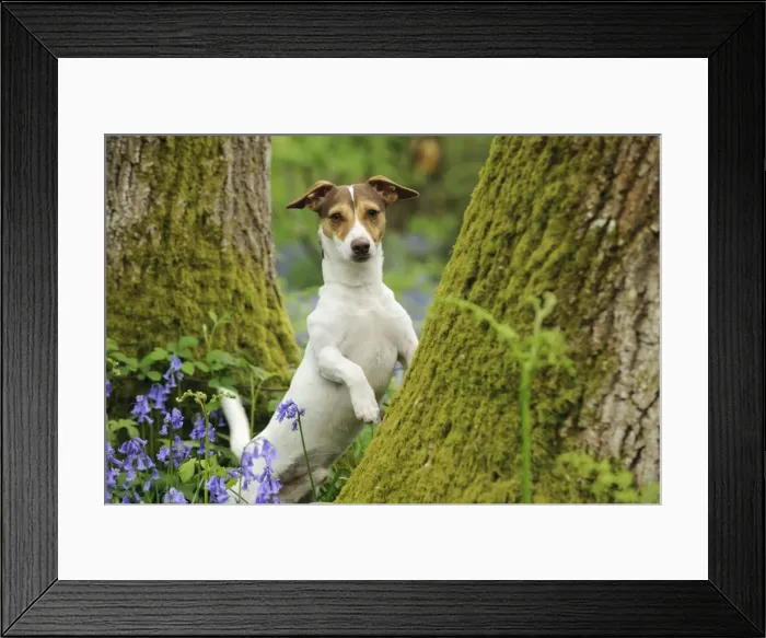 Framed Print : DOG. Jack russell terrier standing against tree Framed Print : DOG. Jack russell terrier standing against tree