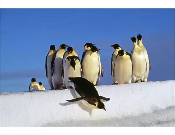Emperor Penguins - group, one jumping off ice. Antarctic