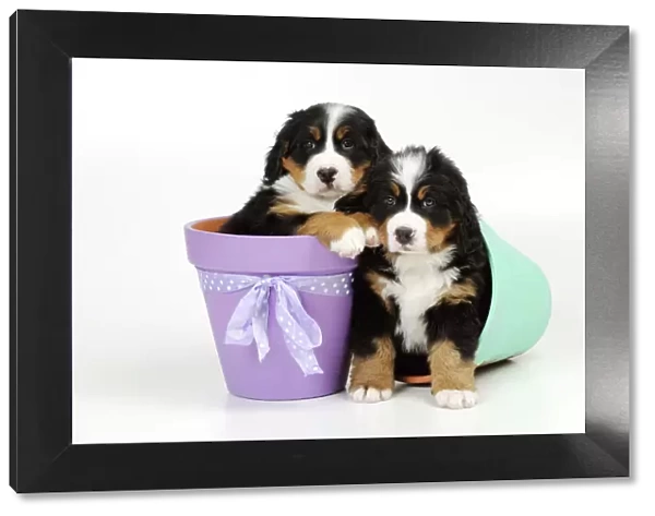 DOG. Bernese mountain puppies sitting in flower pots