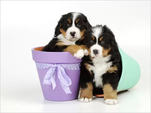 DOG. Bernese mountain puppies sitting in flower pots
