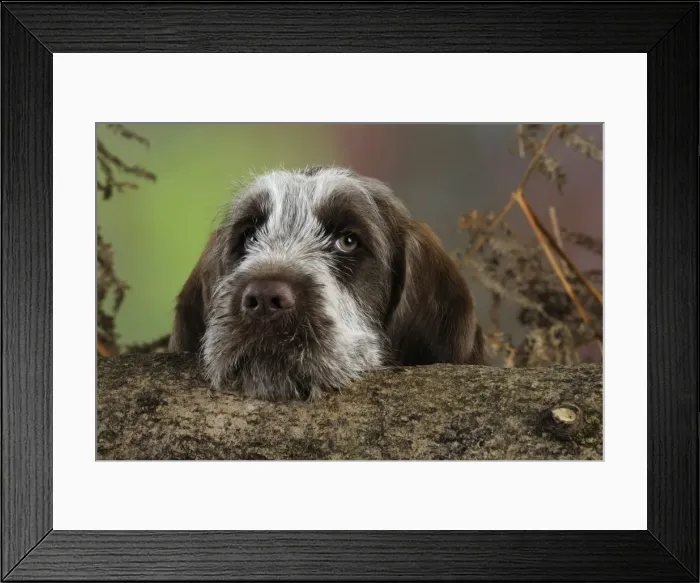 Framed Print : DOG. Spinone puppy looking over a log Framed Print : DOG. Spinone puppy looking over a log