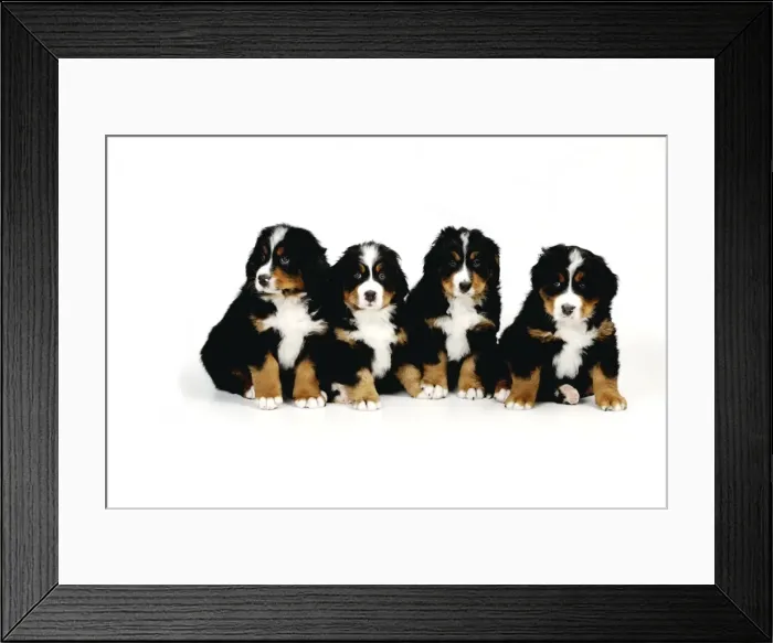 Framed Print : DOG. Bernese mountain puppies sitting in a row Framed Print : DOG. Bernese mountain puppies sitting in a row