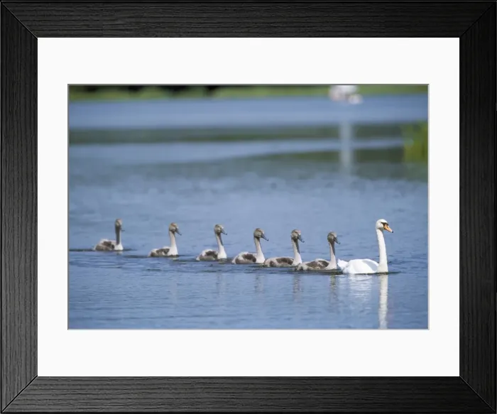 Framed Print : Mute Swan - adult and line of cygnets Framed Print : Mute Swan - adult and line of cygnets