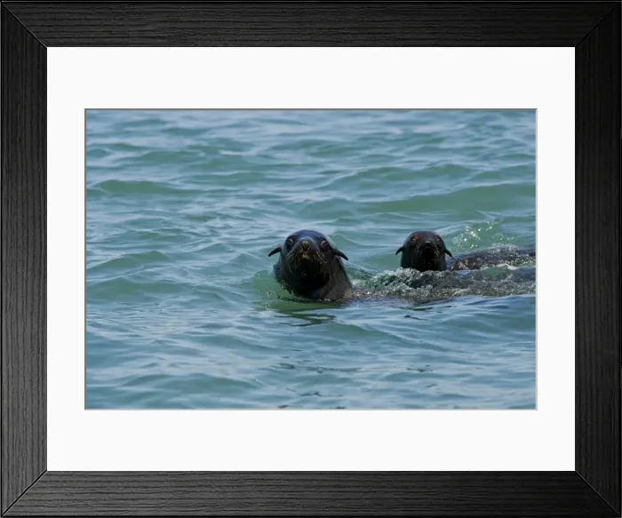 Framed Print : Cape Fur Seals - with heads above the water - Atltanic Ocean - Namibia - Africa Framed Print : Cape Fur Seals - with heads above the water - Atltanic Ocean - Namibia - Africa
