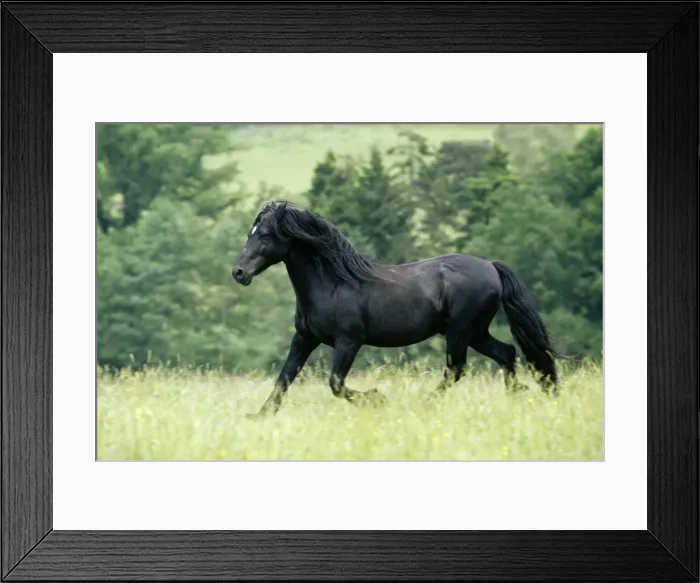 Framed Print : Horse - Welsh-cob Stallion (type c), Pony - running Framed Print : Horse - Welsh-cob Stallion (type c), Pony - running