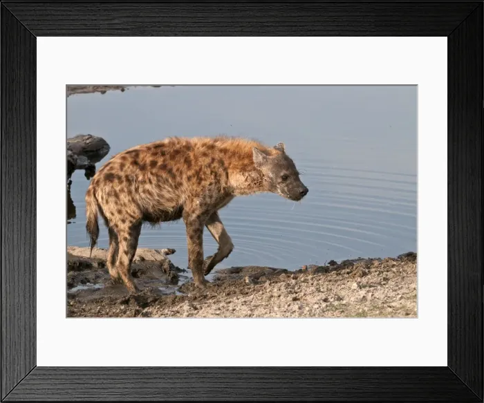 Framed Print : Spotted Hyena - leaving waterhole - Sabi Sands Game Reserve - South Africa Framed Print : Spotted Hyena - leaving waterhole - Sabi Sands Game Reserve - South Africa