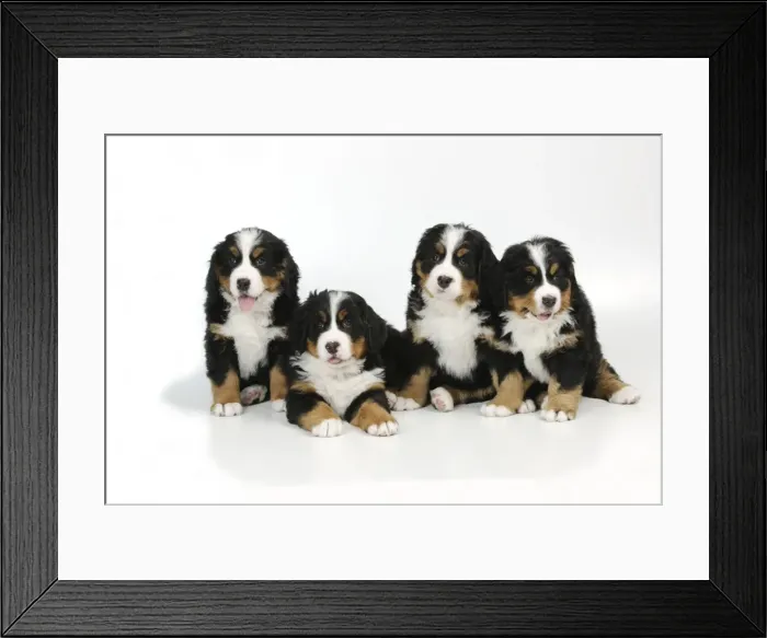 Framed Print : DOG. Bernese mountain puppy laying between bernese mountain puppies sitting down Framed Print : DOG. Bernese mountain puppy laying between bernese mountain puppies sitting down