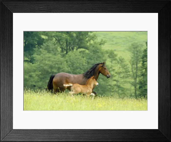 Framed Print : Horse - Welsh Cob mare & foal - running Framed Print : Horse - Welsh Cob mare & foal - running