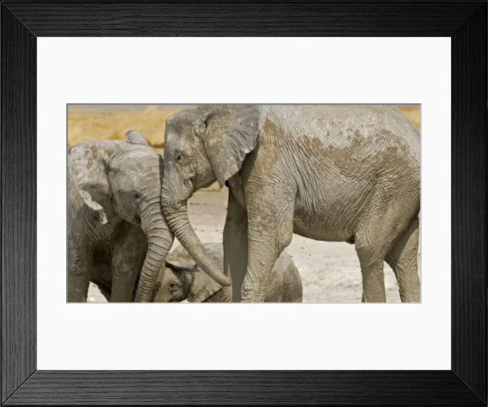 Framed Print : African Elephant - two youngsters greeting each other playfully - Etosha National Park - Namibia - Africa Framed Print : African Elephant - two youngsters greeting each other playfully - Etosha National Park - Namibia - Africa