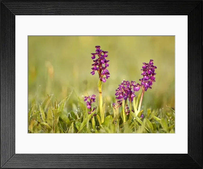 Framed Print : Green-winged Orchids - In early morning light - Lincolnshire Framed Print : Green-winged Orchids - In early morning light - Lincolnshire