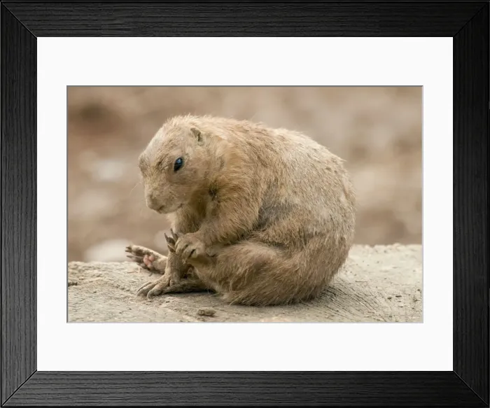 Framed Print : Black Tailed Prairie Marmot - scratching itself Framed Print : Black Tailed Prairie Marmot - scratching itself