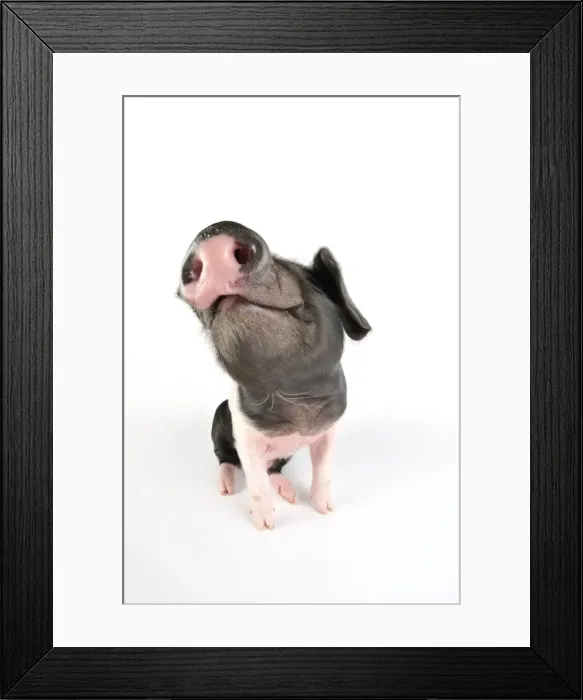 Framed Print : Pig. Saddleback piglet on white background Framed Print : Pig. Saddleback piglet on white background