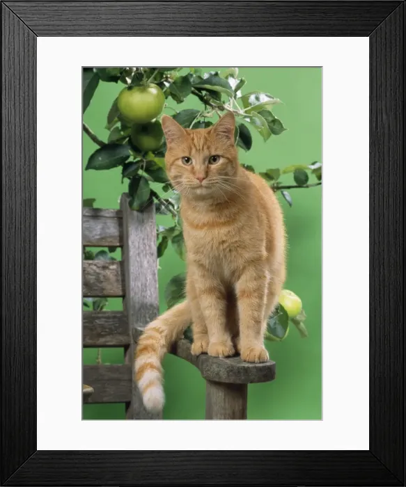 Framed Print : Ginger Cat - on bench with apples Framed Print : Ginger Cat - on bench with apples