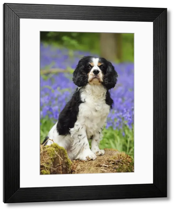 Framed Print : DOG. Cavalier king charles spaniel standing in bluebells Framed Print : DOG. Cavalier king charles spaniel standing in bluebells