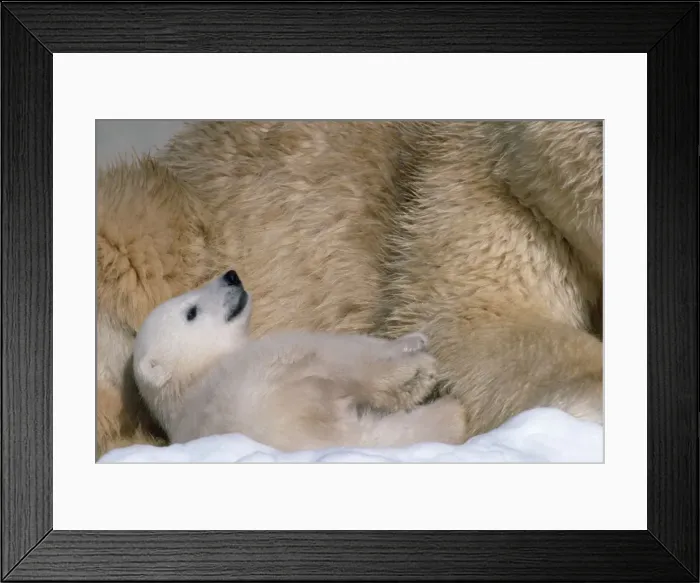 Framed Print : Polar Bear - young Framed Print : Polar Bear - young