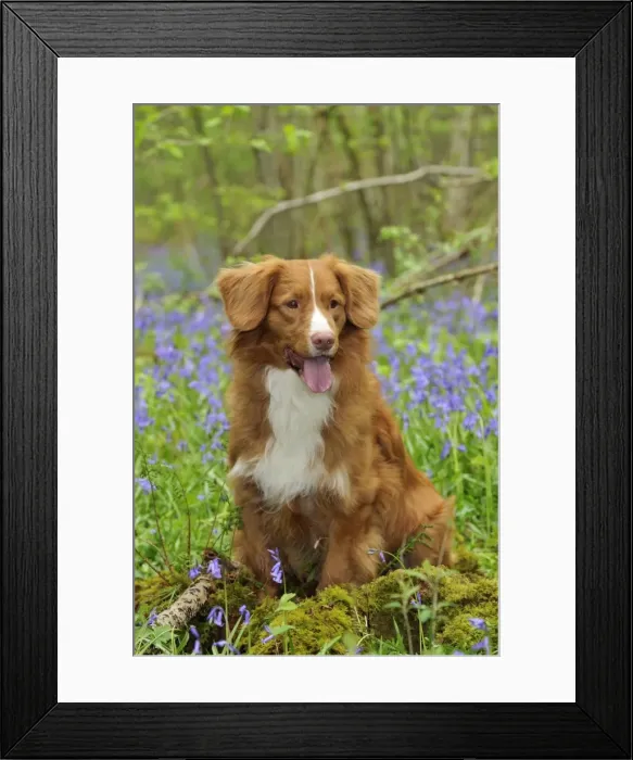 Framed Print : Dog. Nova Scotia Duck Tolling Retriever in bluebells Framed Print : Dog. Nova Scotia Duck Tolling Retriever in bluebells
