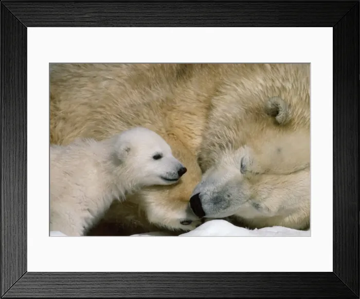 Framed Print : Polar Bear Framed Print : Polar Bear