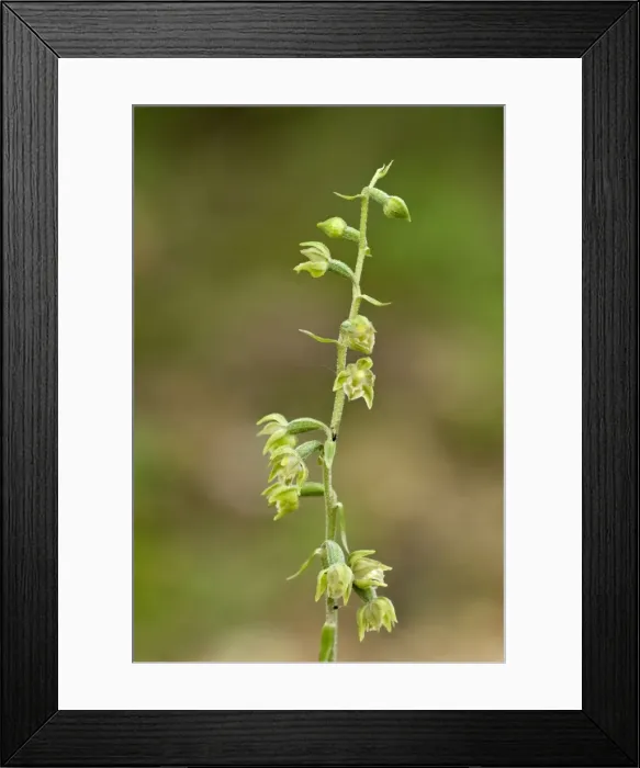 Framed Print : Violet Helleborine - Bukk National Park - Hungary Framed Print : Violet Helleborine - Bukk National Park - Hungary