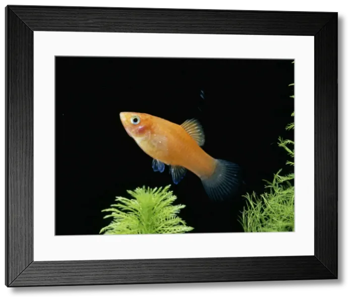 Framed Print : Swordtail / Platy hybrid Framed Print : Swordtail / Platy hybrid