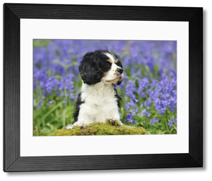 Framed Print : DOG. Cavalier king charles spaniel standing in bluebells Framed Print : DOG. Cavalier king charles spaniel standing in bluebells