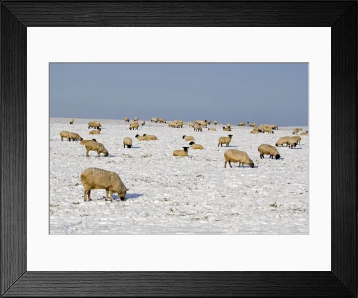 Framed Print : Sheep in the snow - South Downs - East Sussex - United Kingdom Framed Print : Sheep in the snow - South Downs - East Sussex - United Kingdom