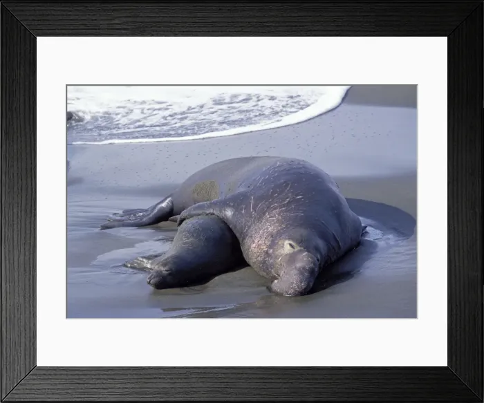Framed Print : Northern Elephant Seal - mating - Piedras Blancas colony - California coast - North America - Pacific Ocean Framed Print : Northern Elephant Seal - mating - Piedras Blancas colony - California coast - North America - Pacific Ocean