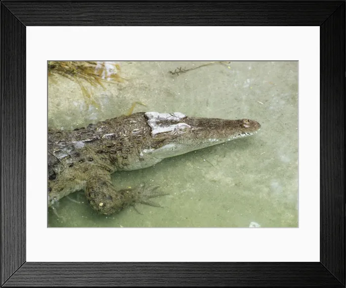 Framed Print : Philippine Crocodile - Philippine Islands Framed Print : Philippine Crocodile - Philippine Islands