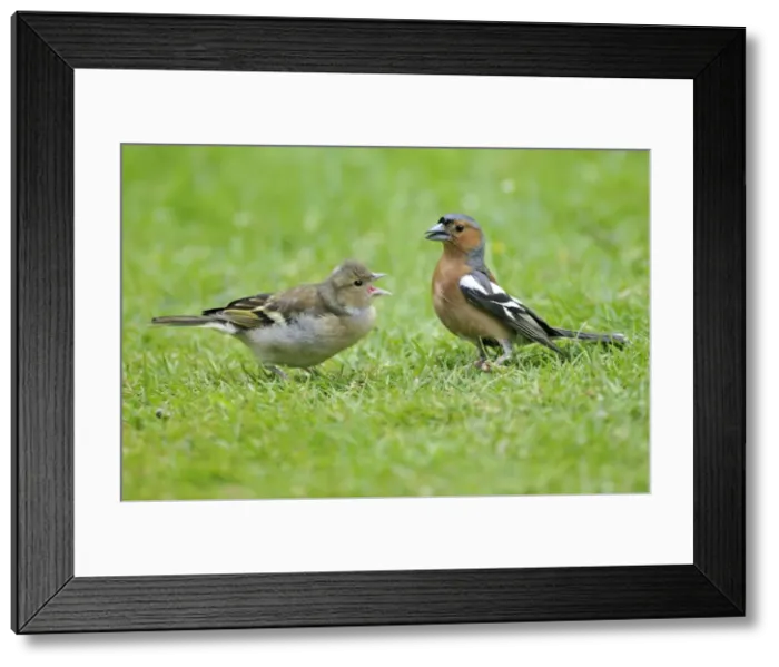 Framed Print : Chaffinch - male with young Framed Print : Chaffinch - male with young