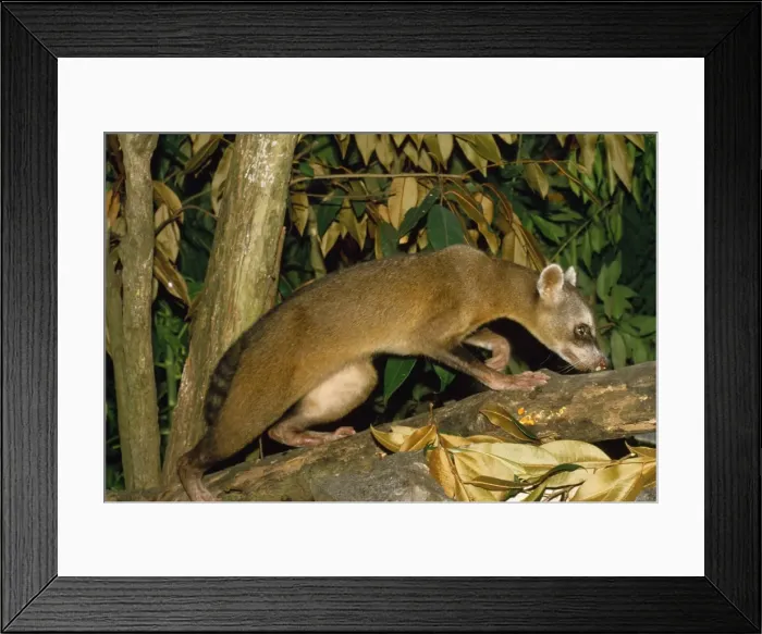 Framed Print : Crab-eating Racoon - Guyana - South America Framed Print : Crab-eating Racoon - Guyana - South America