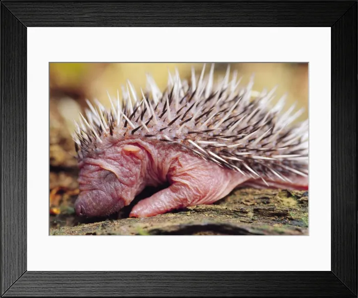 Framed Print : Hedgehog - 3 days old, UK Framed Print : Hedgehog - 3 days old, UK
