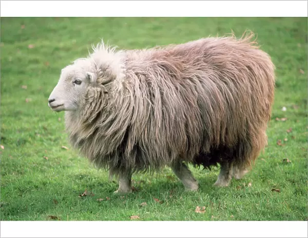 Herdwick Sheep - female