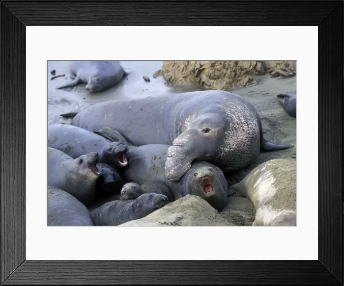 Framed Print : Northern Elephant Seal - male trying to mate with female - Piedras Blancas colony - California coast - North America - Pacific Ocean Framed Print : Northern Elephant Seal - male trying to mate with female - Piedras Blancas colony - California coast - North America - Pacific Ocean