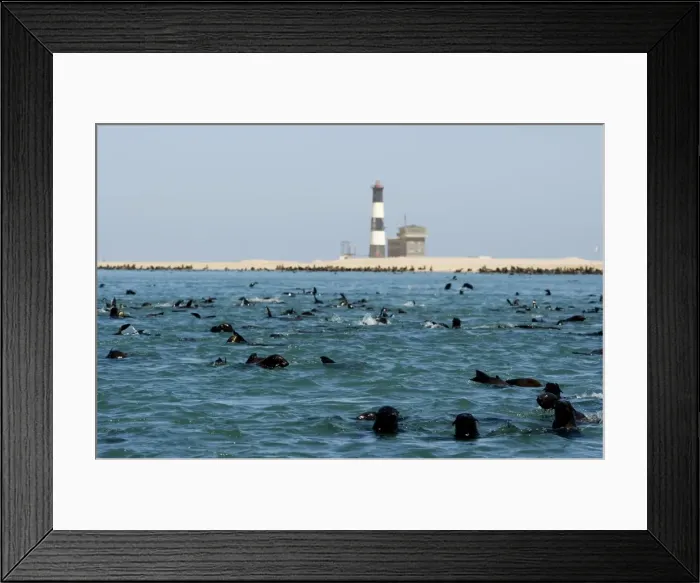 Framed Print : Cape Fur Seals - colony in the water and on the beach by Pelican Point Lighthouse - Atltanic Ocean - Namibia - Africa Framed Print : Cape Fur Seals - colony in the water and on the beach by Pelican Point Lighthouse - Atltanic Ocean - Namibia - Africa