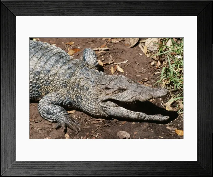 Framed Print : New Guinea Freshwater Crocodile - Swamps of Northern New Guinea Framed Print : New Guinea Freshwater Crocodile - Swamps of Northern New Guinea
