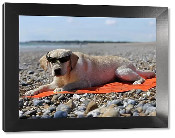 DOG. Labrador wearing sunglasses laying on beach towel