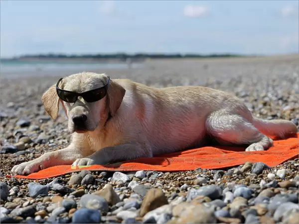 DOG. Labrador wearing sunglasses laying on beach towel