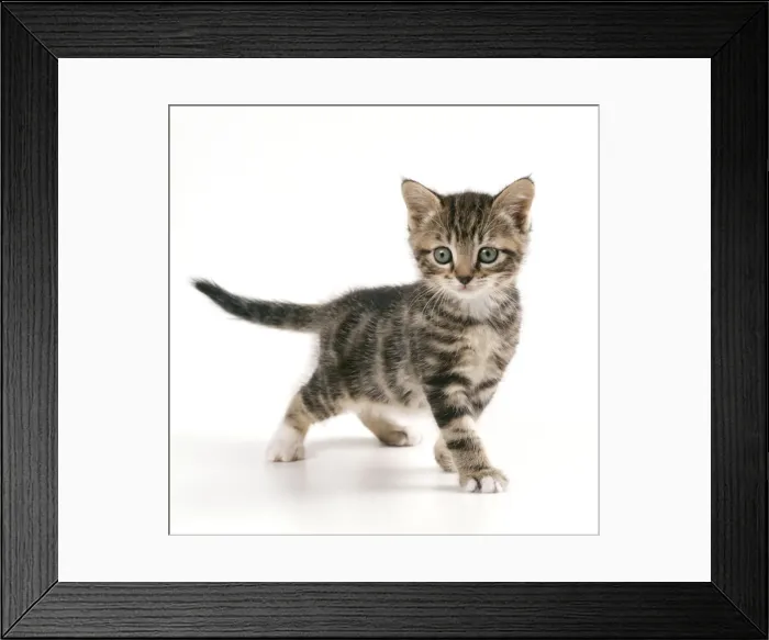 Framed Print : Cat - Kitten in playful mood, 45 days old Framed Print : Cat - Kitten in playful mood, 45 days old